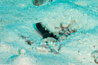 Cryptocentrus fasciatus (Barred Shrimpgoby)