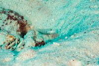 Valenciennea puellaris (Orange-Dashed Goby)