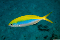 Caesio xanthonota (Yellowback Fusilier)
