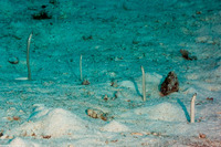 Gorgasia maculata (Spaghetti Garden Eel)