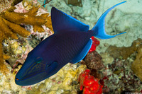 Odonus niger (Redtooth Triggerfish)