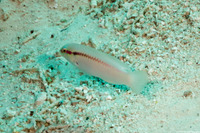 Halichoeres scapularis (Zigzag Wrasse)