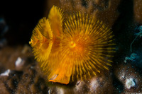 Spirobranchus sp.1 (Christmas Tree Worm)