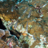 Rhabdamia gracilis (Slender Cardinalfish)