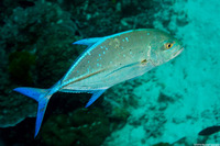 Caranx melampygus (Bluefin Trevally)