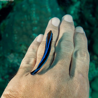 Labroides dimidiatus (Bluestreak Cleaner Wrasse)