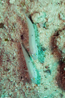 Valenciennea sexguttata (Sixspot Goby)