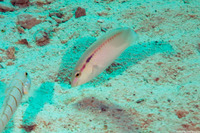 Halichoeres scapularis (Zigzag Wrasse)