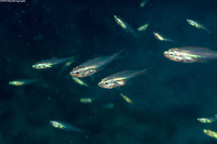 Rhabdamia gracilis (Slender Cardinalfish)