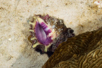 Drupa rubusidaeus (Brilliant Drupe)