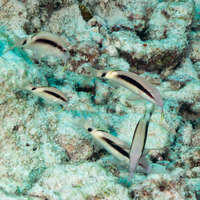 Parupeneus macronemus (Longbarbel Goatfish)