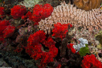 Pione vastifica (Red Boring Sponge)