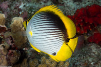 Chaetodon melannotus (Black-Backed Butterflyfish)