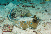 Neotrygon kuhlii (Blue-Spotted Stingray)