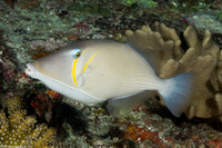 Sufflamen bursa (Scythe Triggerfish)
