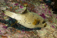 Arothron nigropunctatus (Blackspotted Puffer)