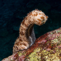 Pearsonothuria graeffei (Blackspotted Sea Cucumber)