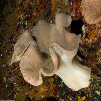 Sarcophyton trocheliophorum (Elephant Ear Coral)