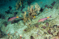 Parupeneus cyclostomus (Goldsaddle Goatfish)