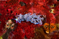 Pteraeolidia semperi (Blue Dragon Nudibranch)