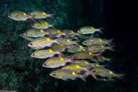 Gnathodentex aureolineatus (Striped Large-Eye Bream)
