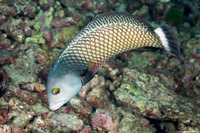 Novaculichthys taeniourus (Rockmover Wrasse)