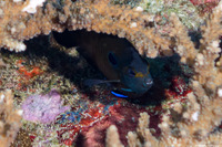Centropyge multispinis (Brown Pygmy Angelfish)