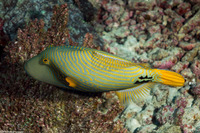Balistapus undulatus (Orange-Lined Triggerfish)