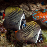 Chaetodon collare (White Collar Butterflyfish)