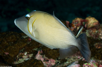 Sufflamen bursa (Scythe Triggerfish)