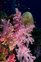 Dendronephthya sp.1 (Dendronephthya)