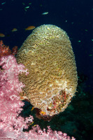 Physogyra lichtensteini (Grape Coral)