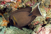 Acanthurus tristis (Indian Mimic Surgeonfish)