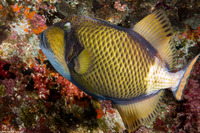 Balistoides viridescens (Titan Triggerfish)