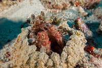Lysiosquilla lisa (Lisa's Mantis Shrimp)