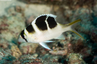 Monotaxis grandoculis (Humpnose Bigeye Bream)