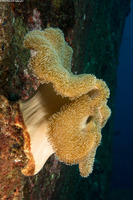 Sarcophyton trocheliophorum (Elephant Ear Coral)