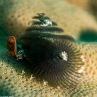 Spirobranchus sp.1 (Christmas Tree Worm)
