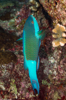 Scarus frenatus (Bridled Parrotfish)