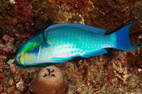 Chlorurus strongylocephalus (Roundhead Parrotfish)