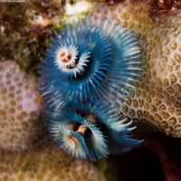 Spirobranchus sp.1 (Christmas Tree Worm)