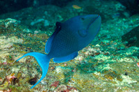 Odonus niger (Redtooth Triggerfish)