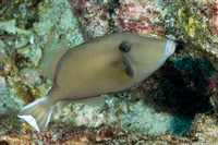 Sufflamen chrysopterum (Flagtail Triggerfish)