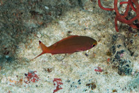 Pterocaesio pisang (Ruddy Fusilier)