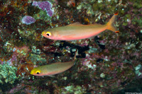Pterocaesio pisang (Ruddy Fusilier)