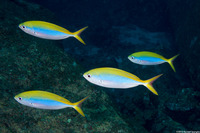 Caesio xanthonota (Yellowback Fusilier)