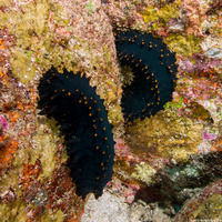 Stichopus chloronotus (Greenfish Sea Cucumber)