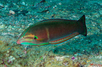 Coris cuvieri (African Coris)