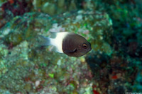 Pycnochromis fieldi (Indian Half-and-Half Chromis)