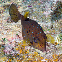 Ostracion cubicum (Yellow Boxfish)